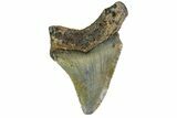 Bargain, Angustidens Tooth - Megalodon Ancestor #163342-1